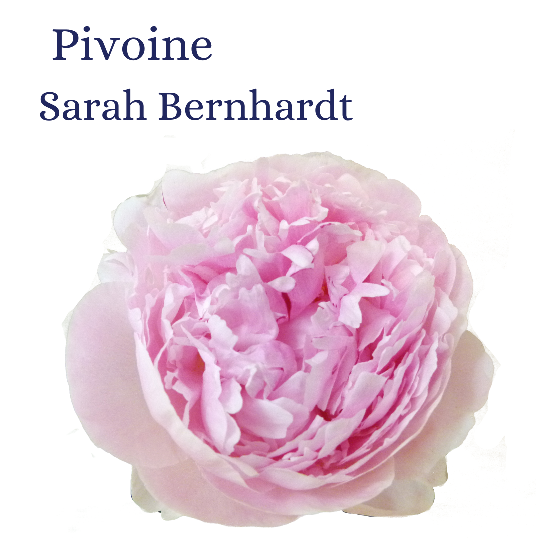 PIVOINE SARAH BERNARD ROSE 20T $$$